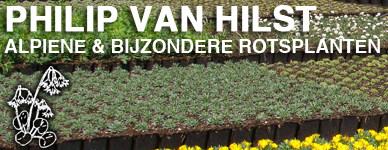 Philip van Hilst Alpine & Bijzondere Rotsplanten