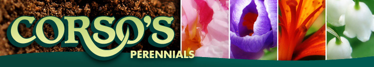 Corsos Perennials