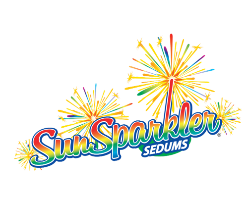 logo-sedum-sunsparkler-plum-dazzled-pp30-348