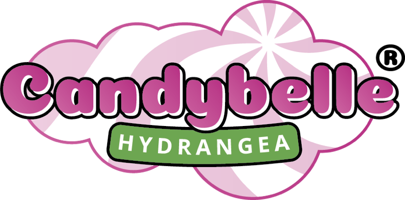 logo-hydrangea-arborescens-candybelle-marshmallow-grhyar1406-pp31-121