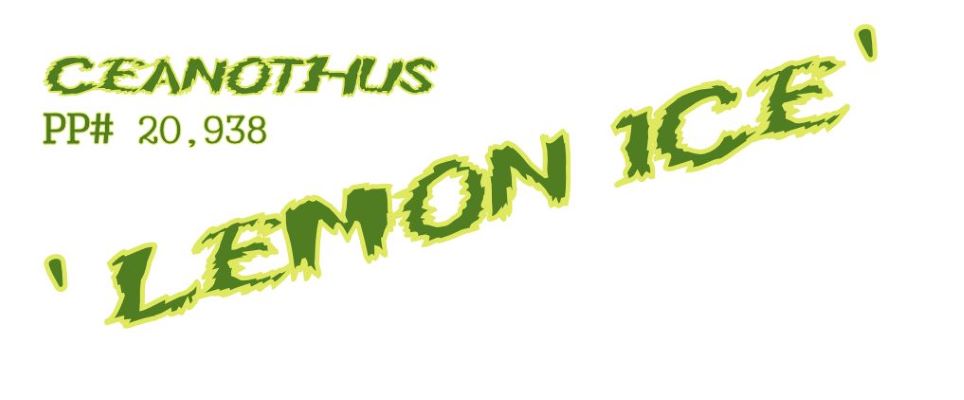 logo-ceanothus-lemon-ice-pp20-938