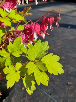 Dicentra Jolly Hearts Amore