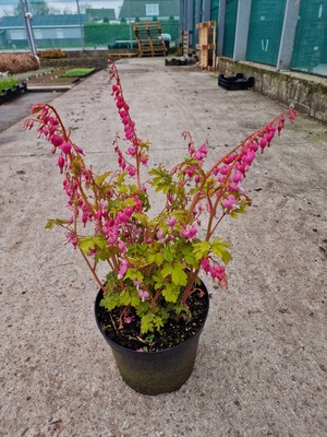 Dicentra Jolly Hearts Amore