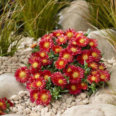 Delosperma Next Level Red
