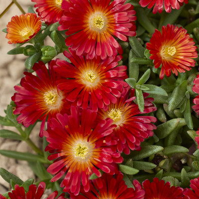 Delosperma Next Level Red