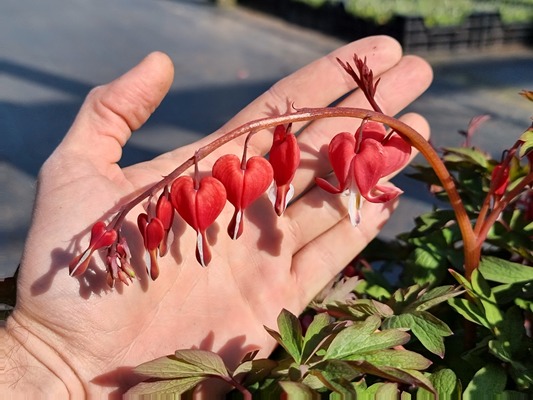 Dicentra Jolly Hearts Love