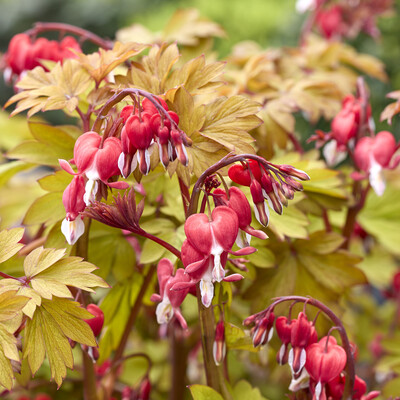 Dicentra Jolly Hearts Spark