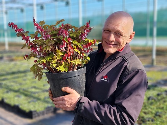 Dicentra Jolly Hearts Spark
