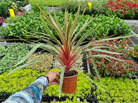 Cordyline Magic Star