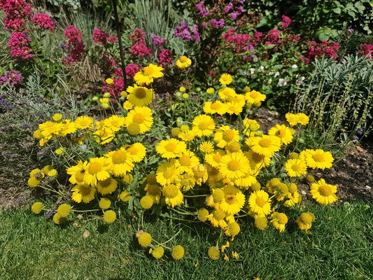 Gaillardia Sun Buddies Gold