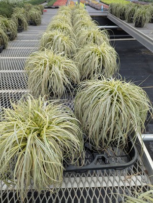 Carex Lunar Falls