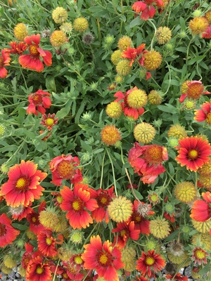 Gaillardia Sun Buddies Red