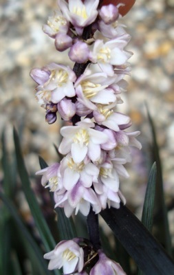 Ophiopogon-BlackBeard_Close up flower