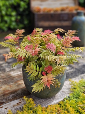Sorbaria Crimson Feather