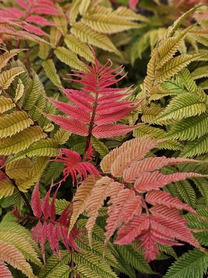 Sorbaria Crimson Feather