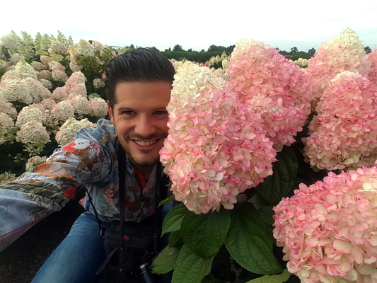 Hydrangea Love-a-Lot