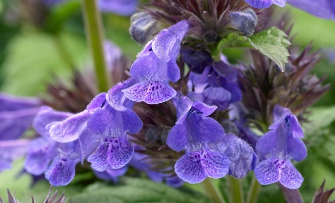 Nepeta-Neptune_Close up flower
