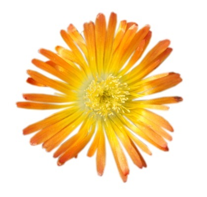 Delosperma-Orange Wonder_Close up flower