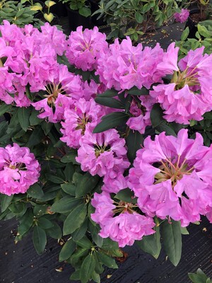 Rhododendron Royal Resilience