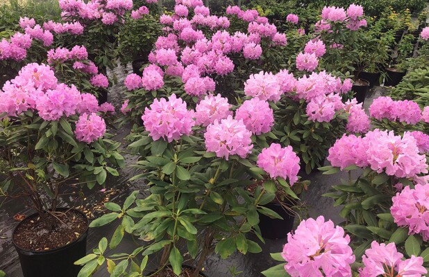 Rhododendron Royal Resilience