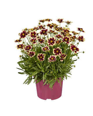 Coreopsis Solar Fancy