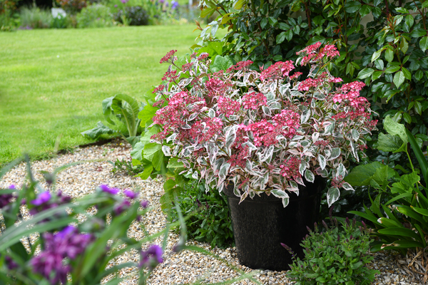 Hydrangea Euphoria Pink