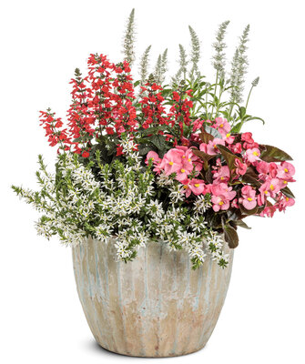 Salvia Unplugged Red