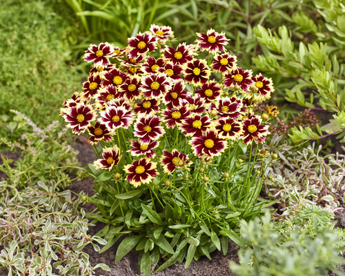 Coreopsis Solar Fancy