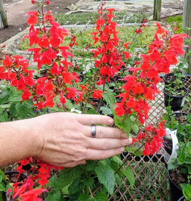 Salvia Unplugged Red