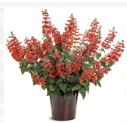 Salvia Unplugged Red