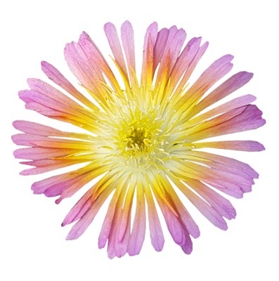 Delosperma-Salmony Pink_Close up flower