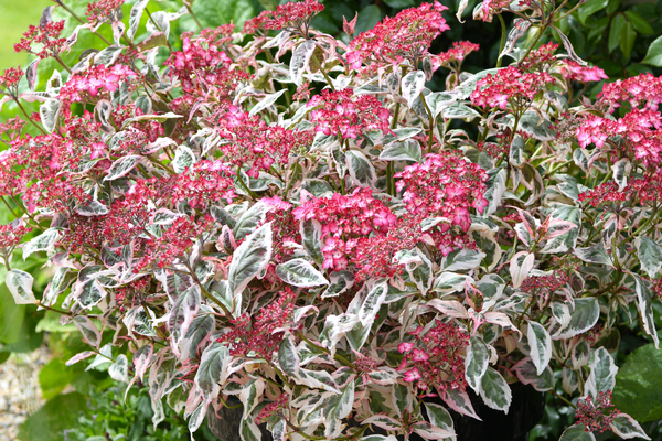 Hydrangea Euphoria Pink