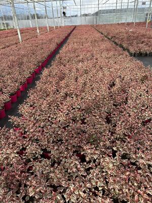 Hydrangea Euphoria Pink