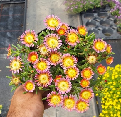 Delosperma-Salmony Pink_Pot