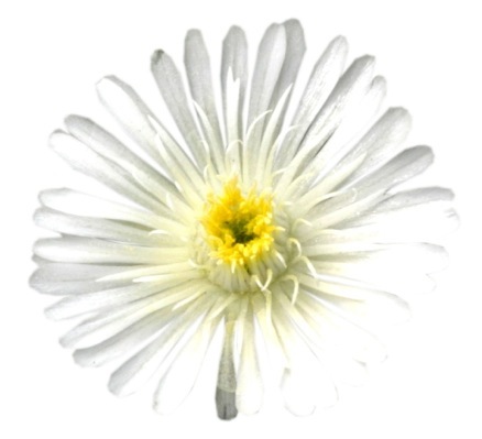 Delosperma-White Wonder_Close up flower