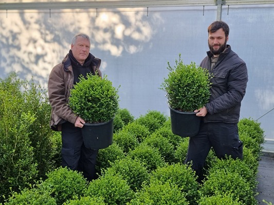 Buxus Better Boxwood Heritage