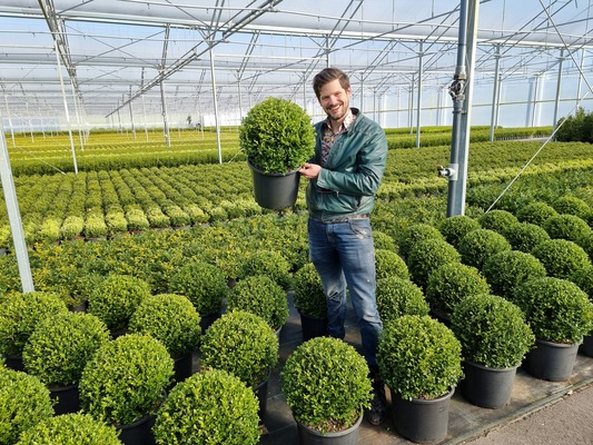 Buxus Better Boxwood Heritage