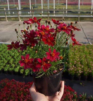 Coreopsis-Dragon_Pot