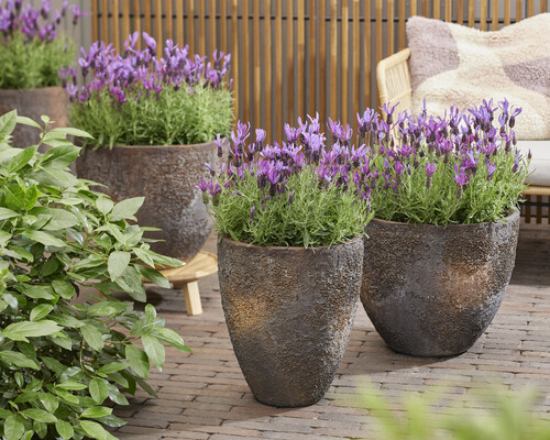 Lavandula Bella Toscane
