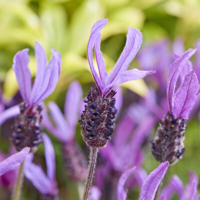 Lavandula Bella Toscane