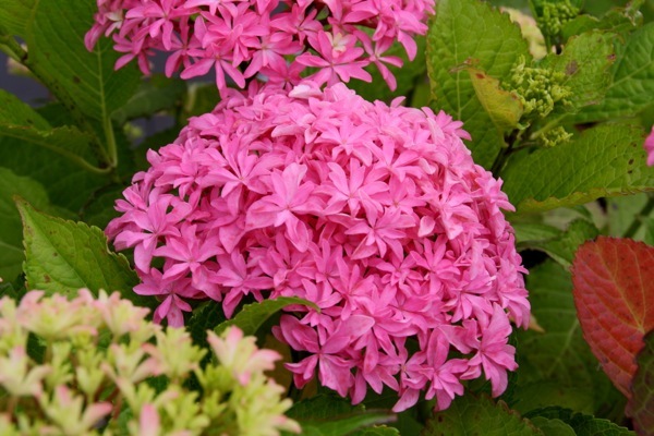 Hydrangea-Inspire_Close up flower