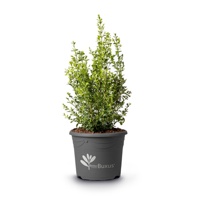 Buxus Better Boxwood Heritage