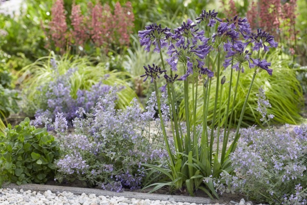 Agapanthus-Poppin Purple_Garden