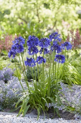 Agapanthus-Blue Thunder_Garden