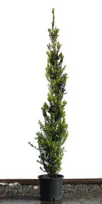 Buxus-Sky Walker_Pot