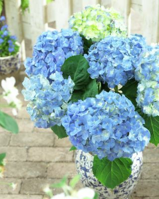 Hydrangea-Blue Heaven_Patio