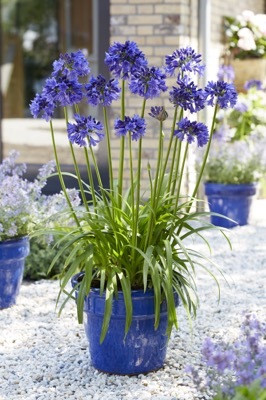 Agapanthus-Blue Thunder_Patio