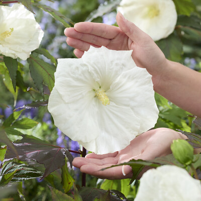 Hibiscus Carousel Ghost