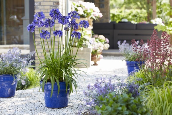 Agapanthus-Blue Thunder_Patio