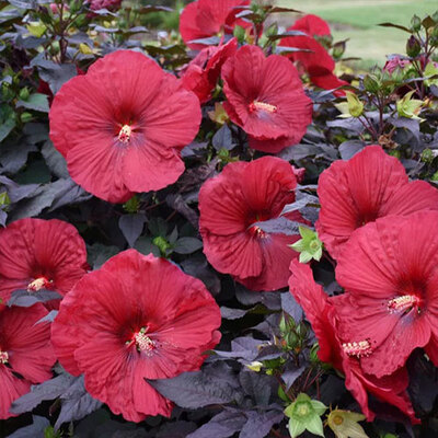 Hibiscus Carousel Red Wine